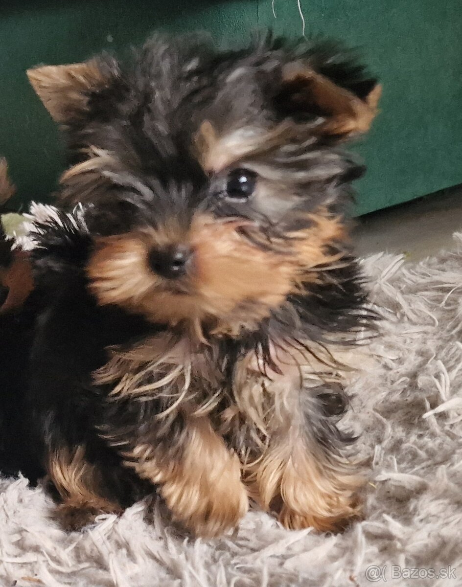 Yorkshirsky terier - 5