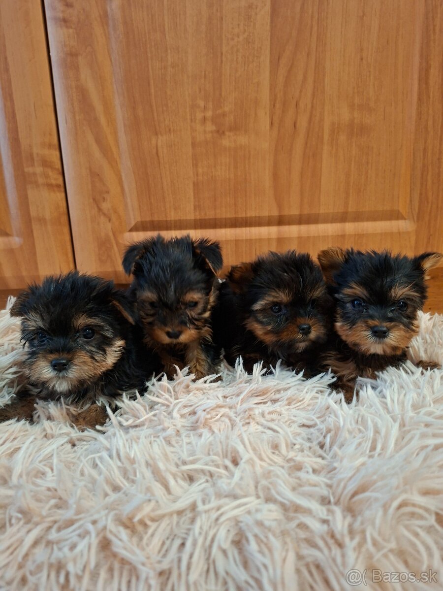 Yorkshirsky terier York - 5