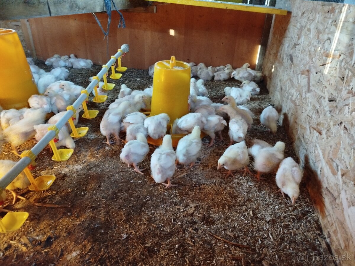 Brojlerove kuriatka - 5