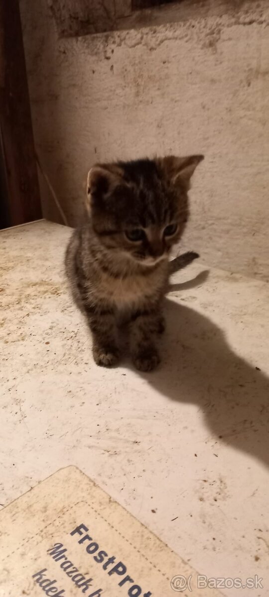 Darujem maciatka - 5