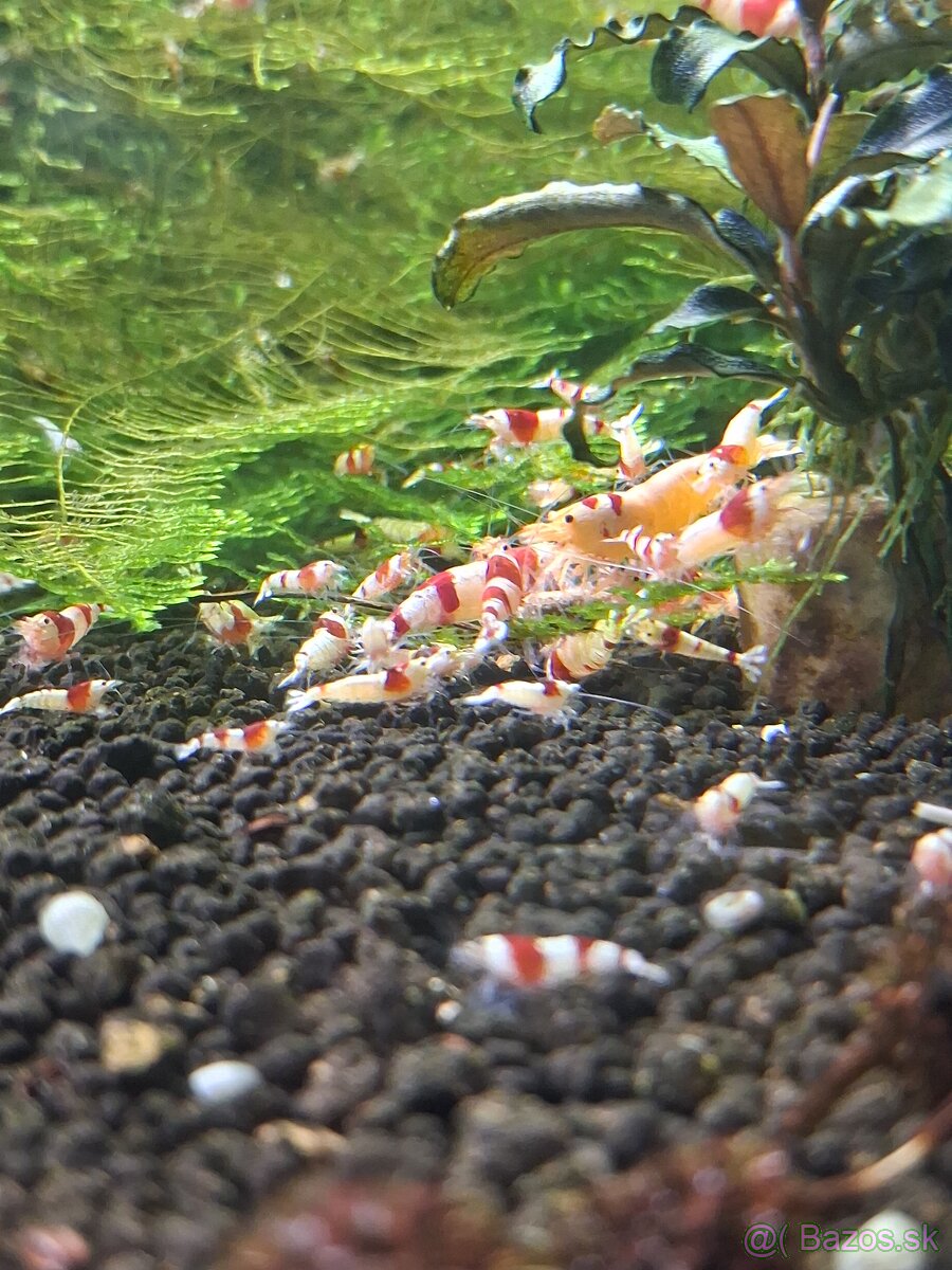 Krevetky Crystal red - 5