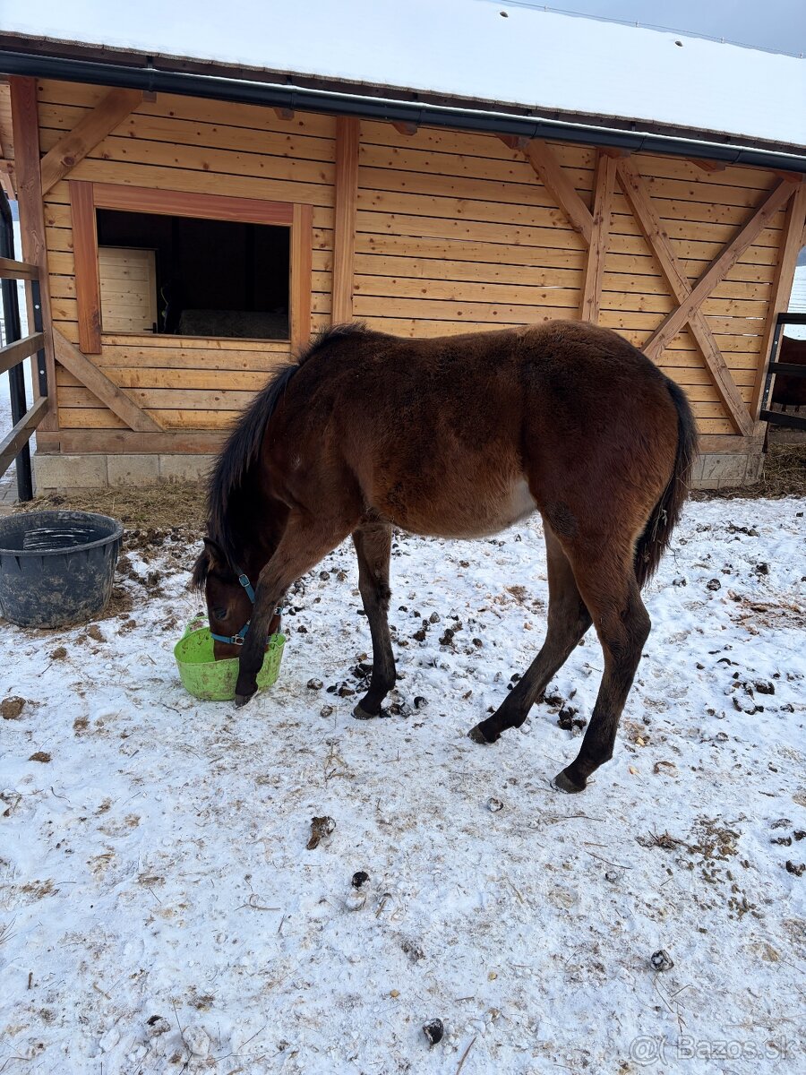 APH žrebček - 5