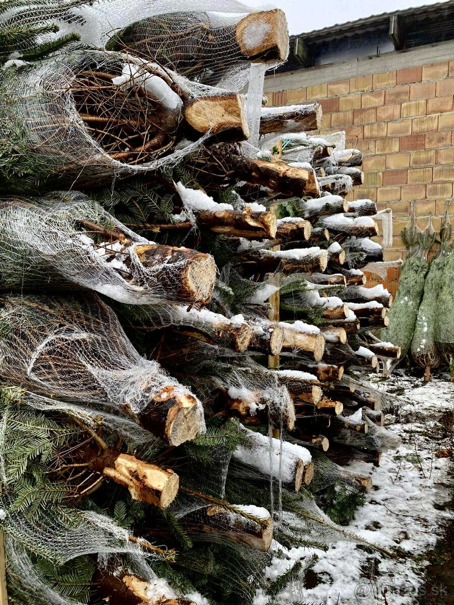 Kaukazská jedľa 2,00-2,50 smrek vianočné stromčeky - 5