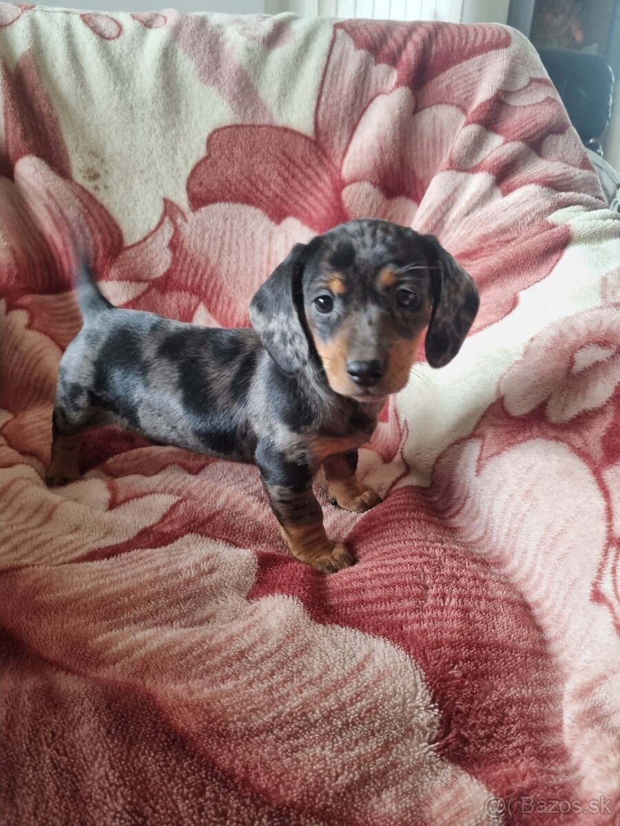 Jazvecík krátkosrsty - 5