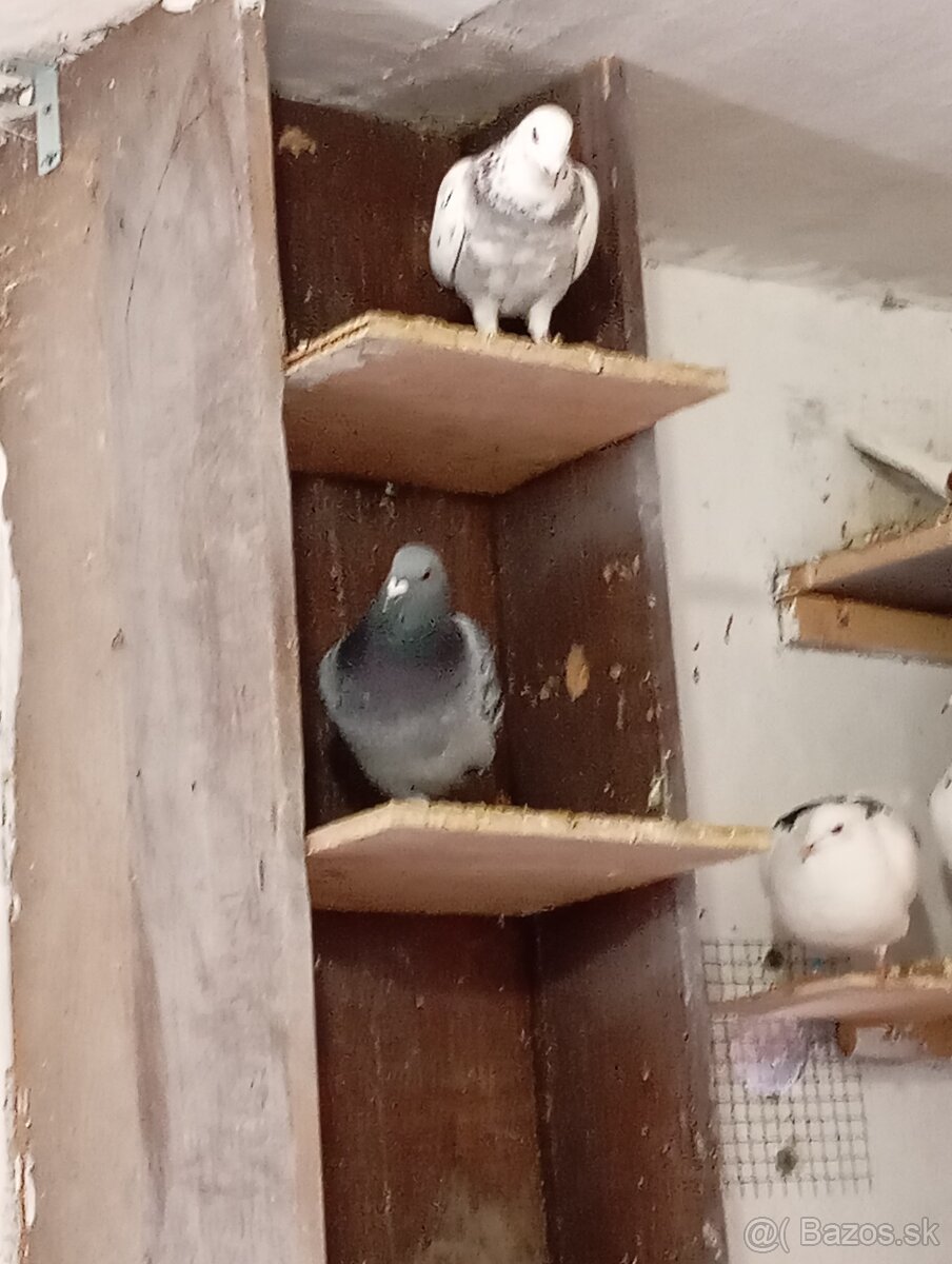 Poštové holuby - 5