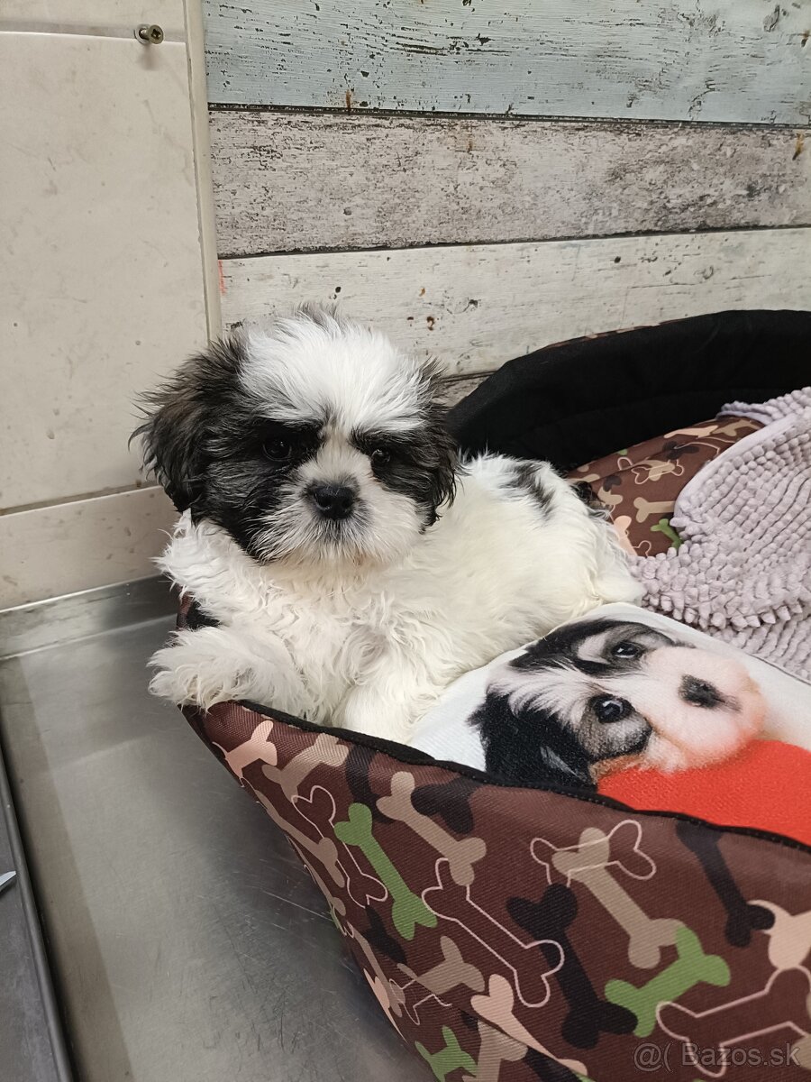 Rozkošné Shih-Tzu šteniatka (shitzu, shih tzu,shihtzu) - 5
