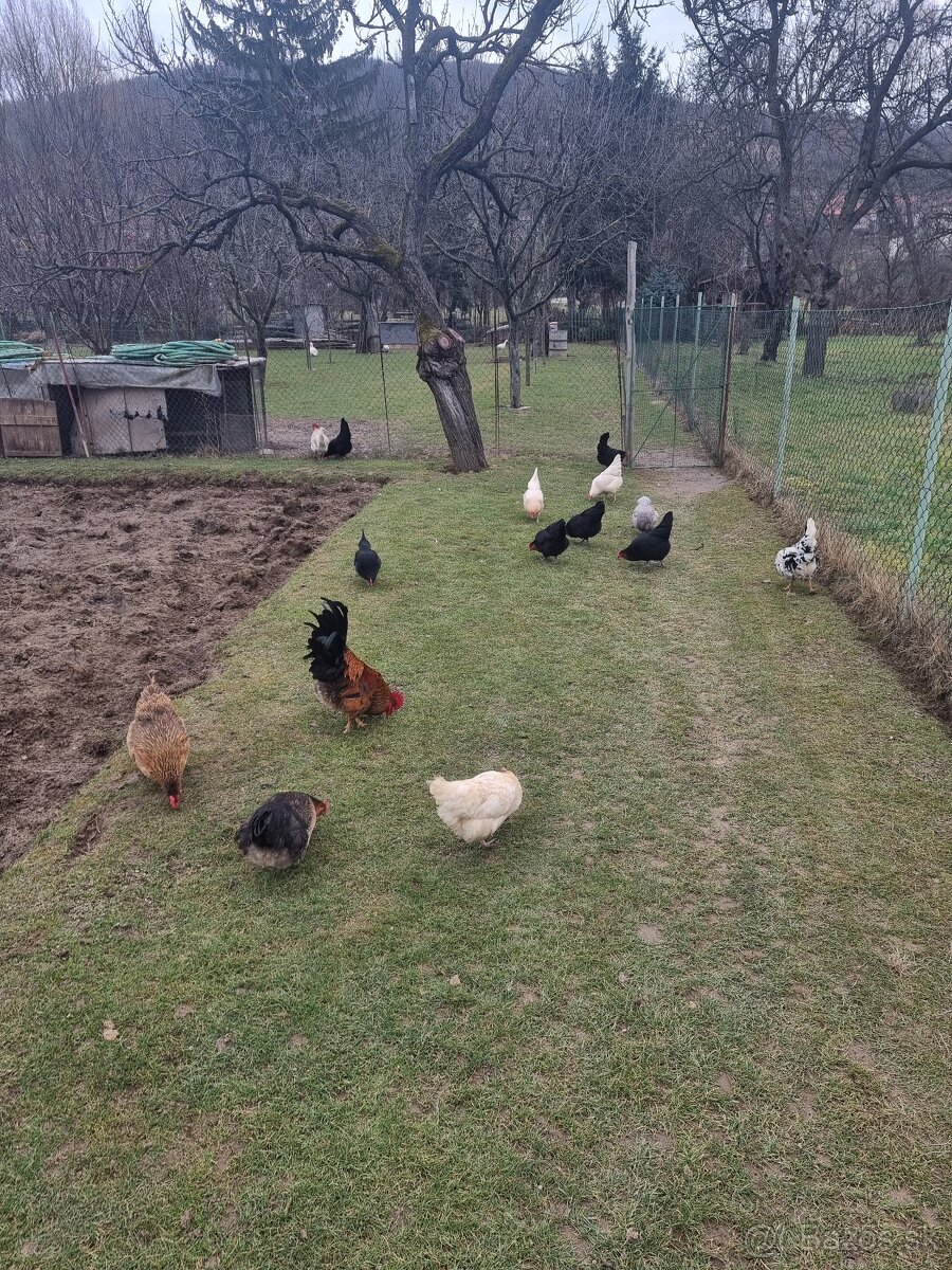 SLEPAČIE VAJCIA - 5