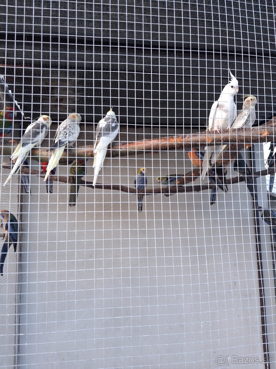 Rozela Penant +korely - 5