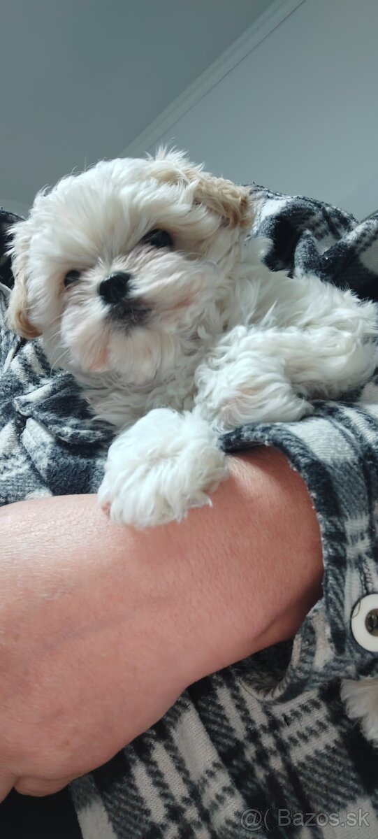 Predám Yorkshire terrier mini - 5