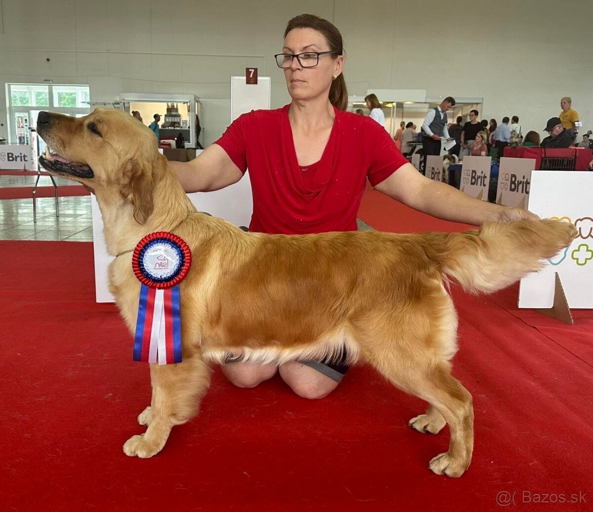 Zlatý Retriever / Golden Retriever s PP - 5