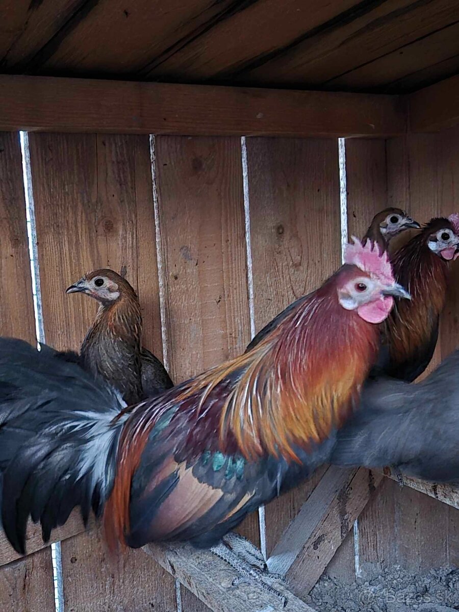 Kur bankivský - predám tohtoročný odchov- kohúty - 5