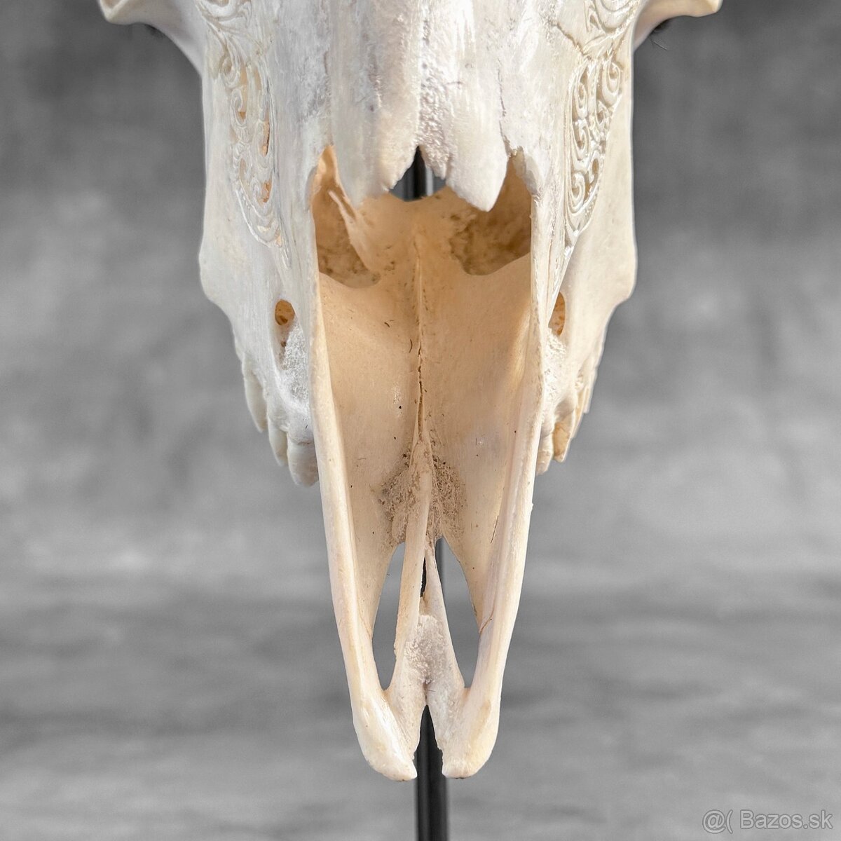 Autentická biela vyrezávaná lebka kozy - motív veľký lotos - 5