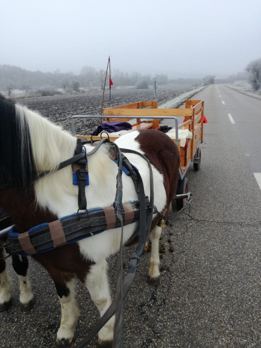 welsh krasne kobylky - 5