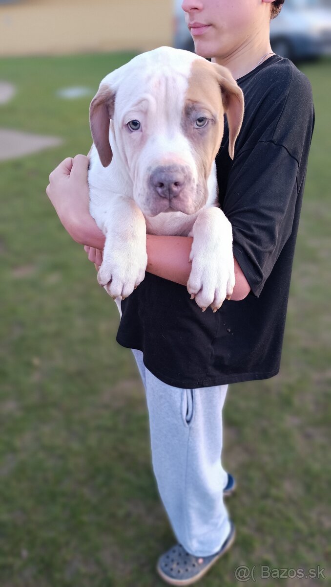 Šteniatka American Bully XL - 5