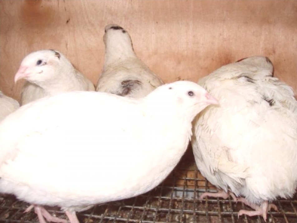 Prepelice japonské - 5