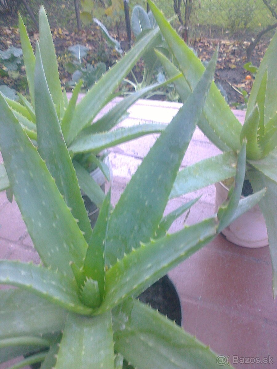 Liečivý kaktus Aloe Vera.... - 5