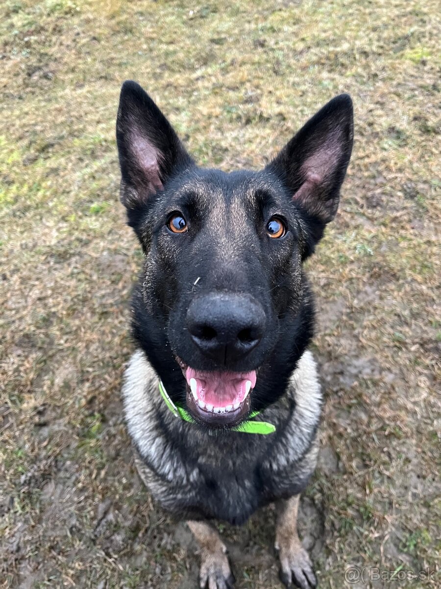 Belgicky ovciak X nemecky ovciak - 5