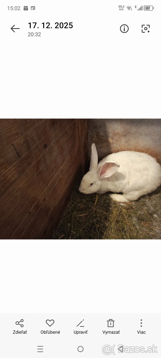 Drínovsky Biely Králik Modrooký - 5