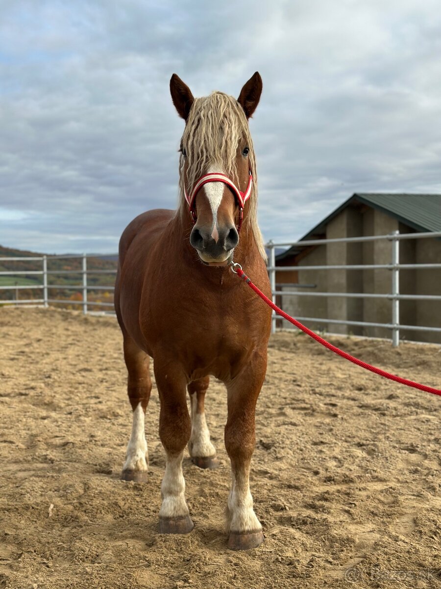 Predám žrebca - ťažný kôň na predaj - 5