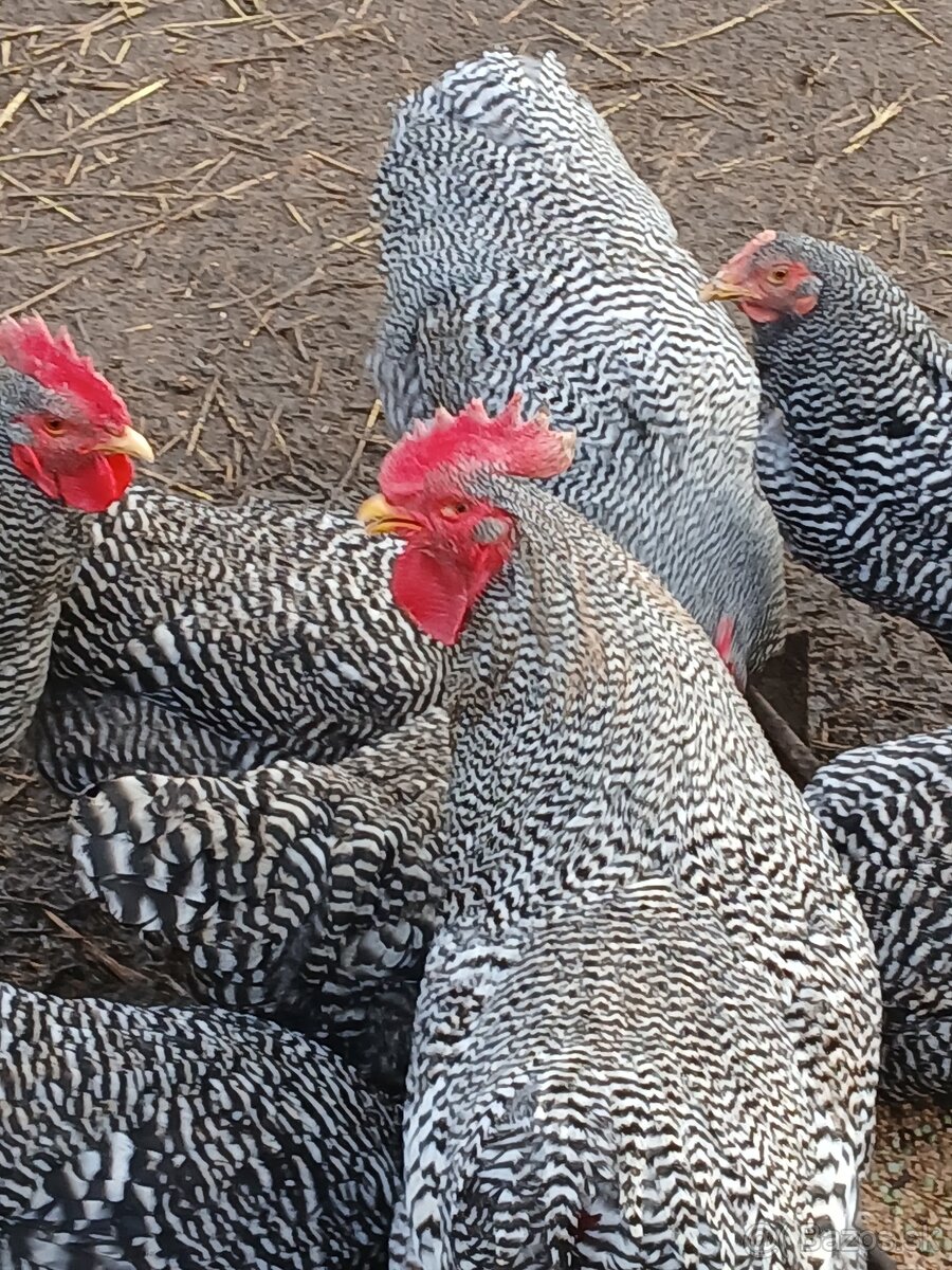 Predám nasado ve vajcia Amrox - 5