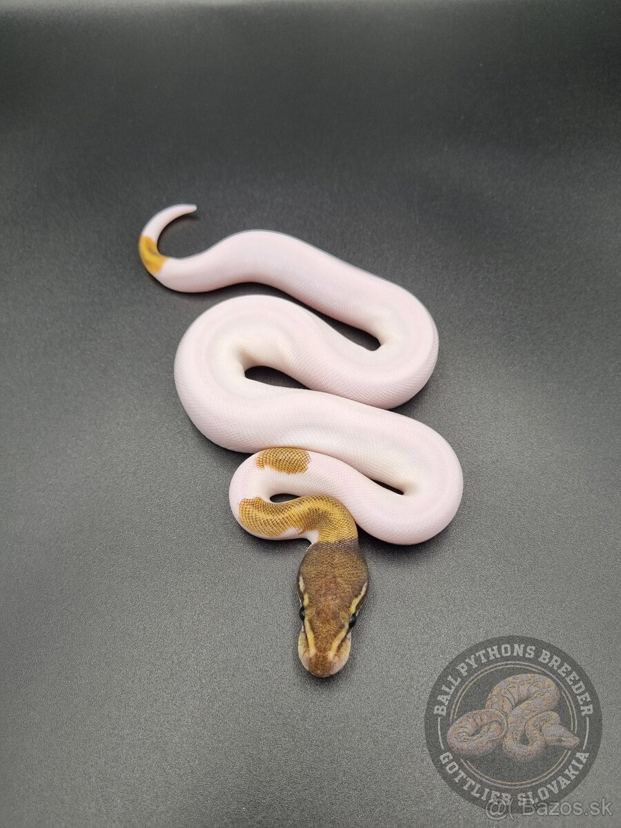 ❗️Nové ceny❗️Akvatera Košice - Ball Pythons- Python Regius - 5