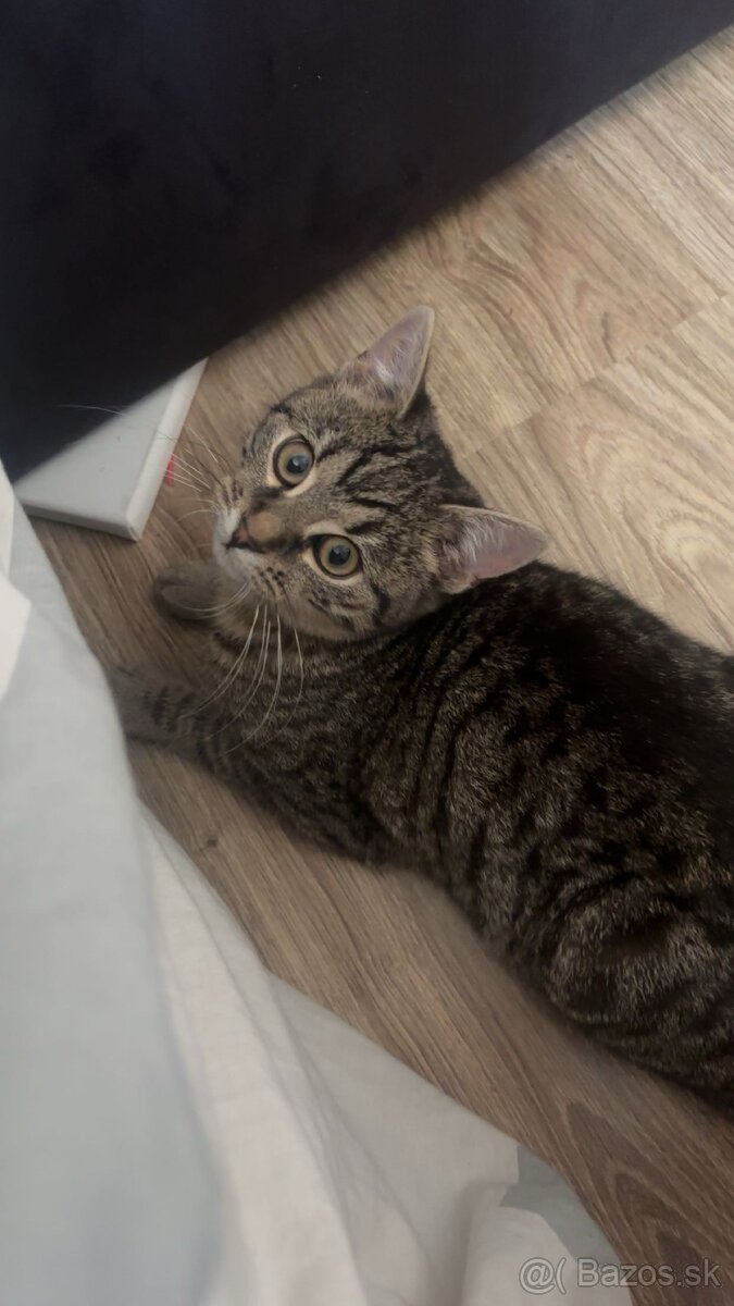 Darujem mačiatko - 5