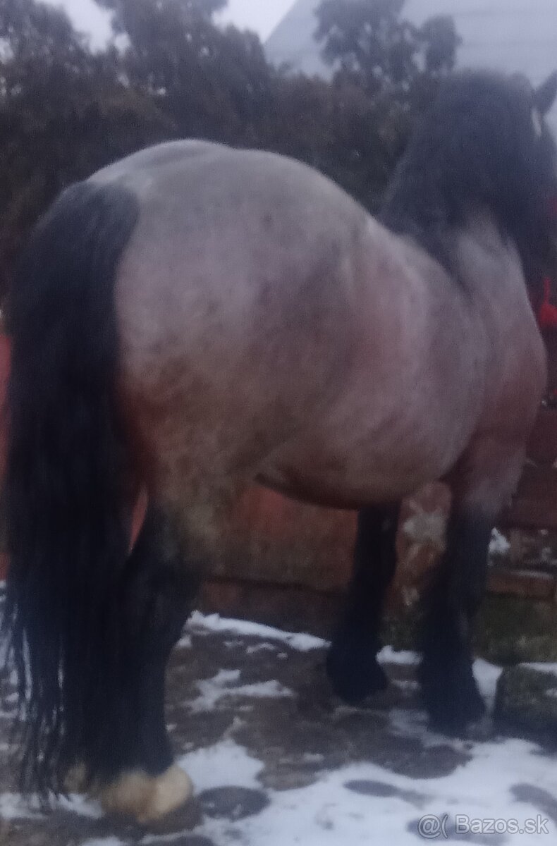 Predám-vymením ťažného žrebca - 5