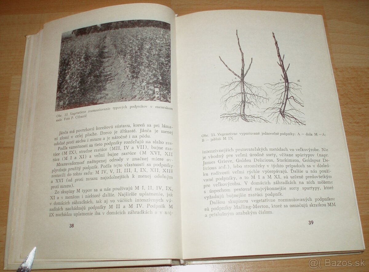 Rez a tvarovanie ovocných drevín - 5