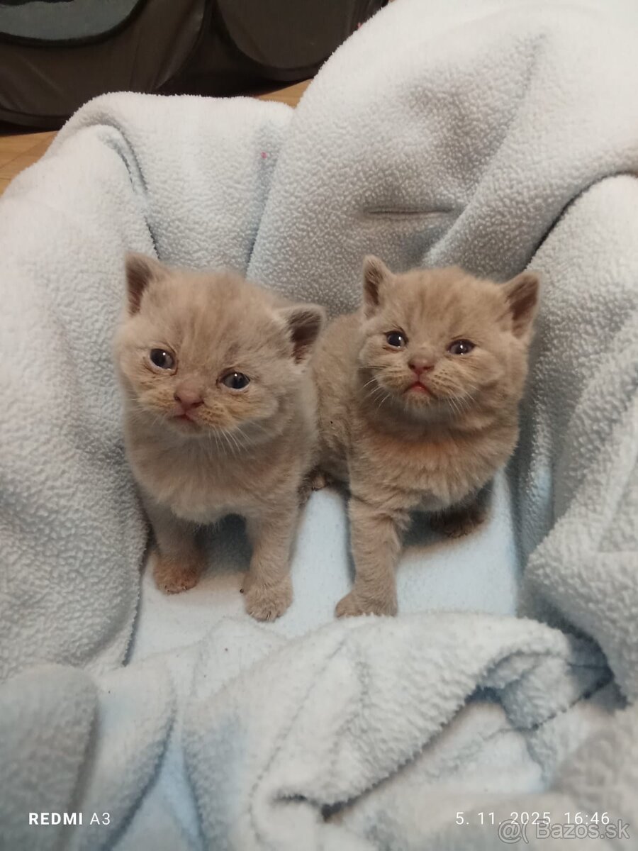 Britske maciatka - 5