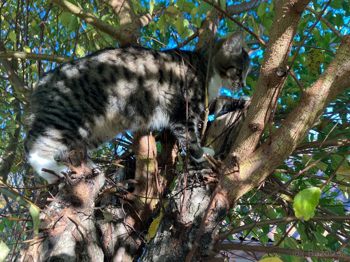 Darujeme maciatko odcervene ockovane - 5