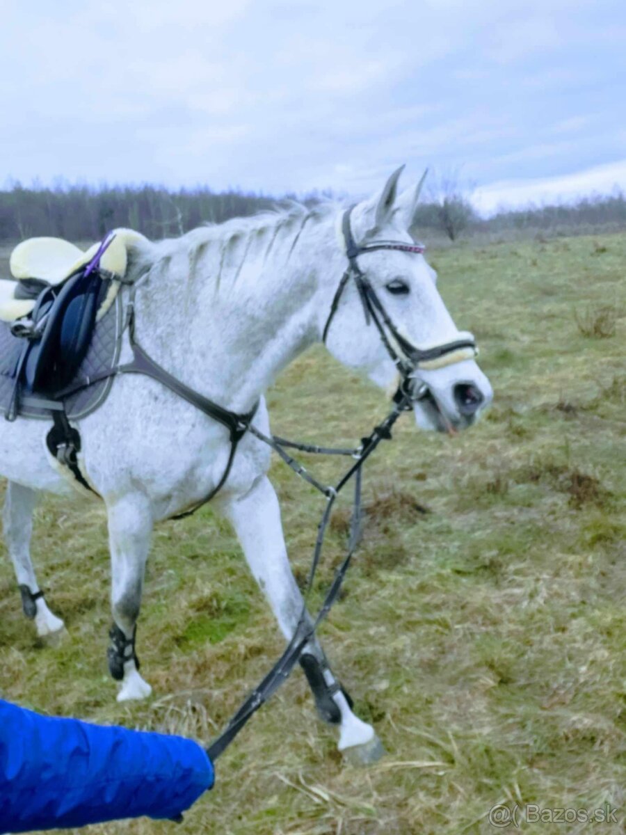 Predám 14 ročnú kobylku shagia arab - 5