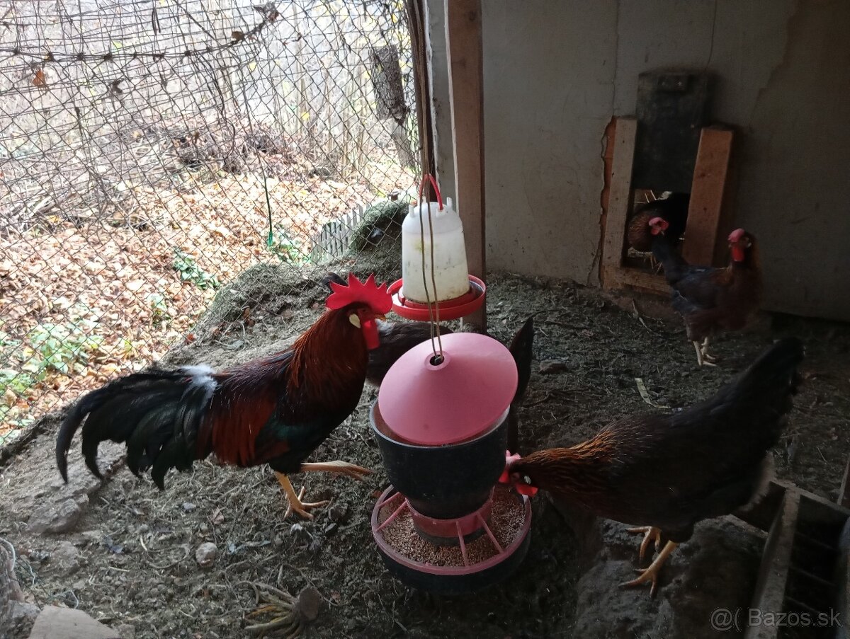 Vlaška jarabičia -leghorn brown - 5