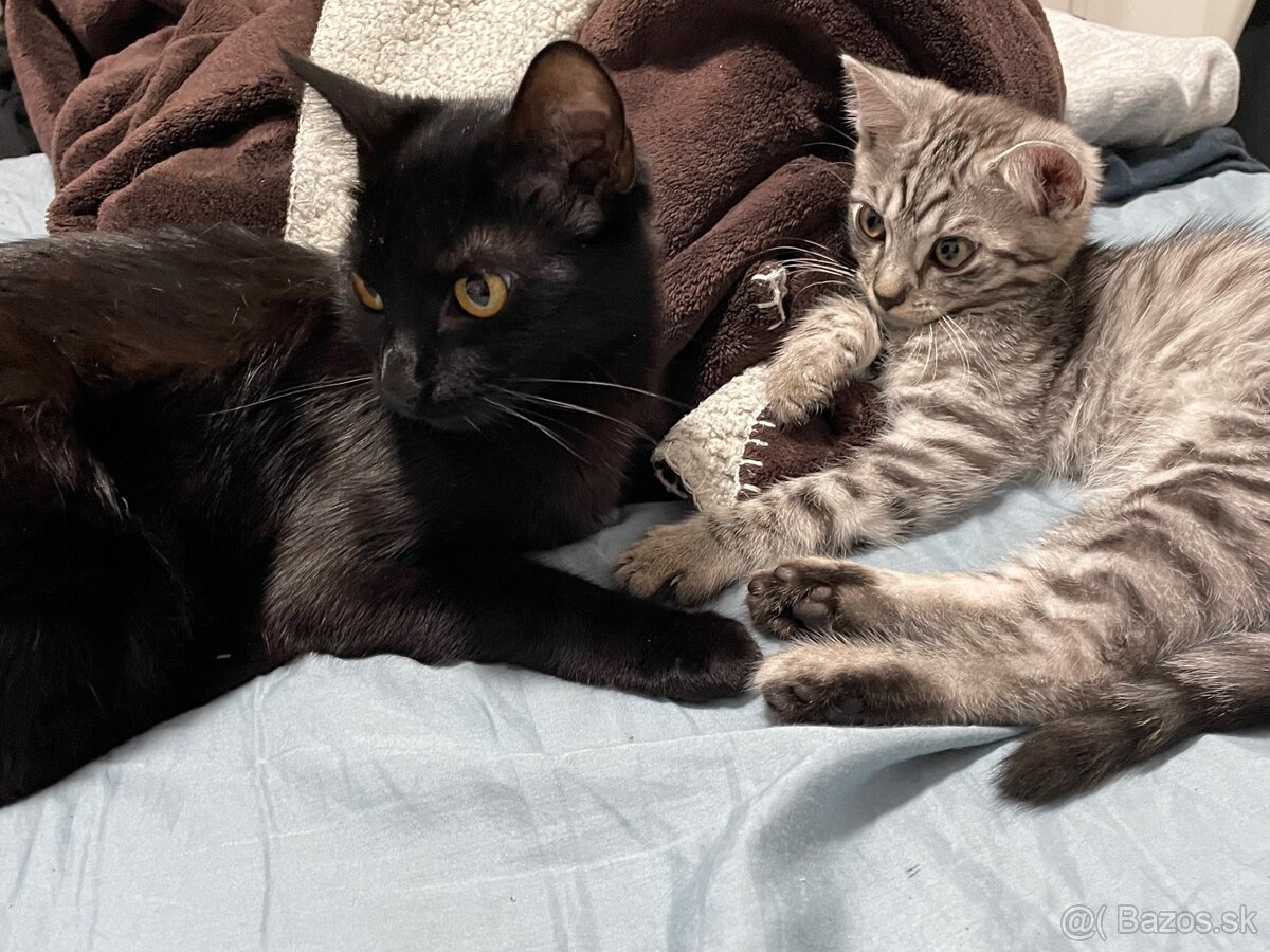 Darujem mačičku - 5