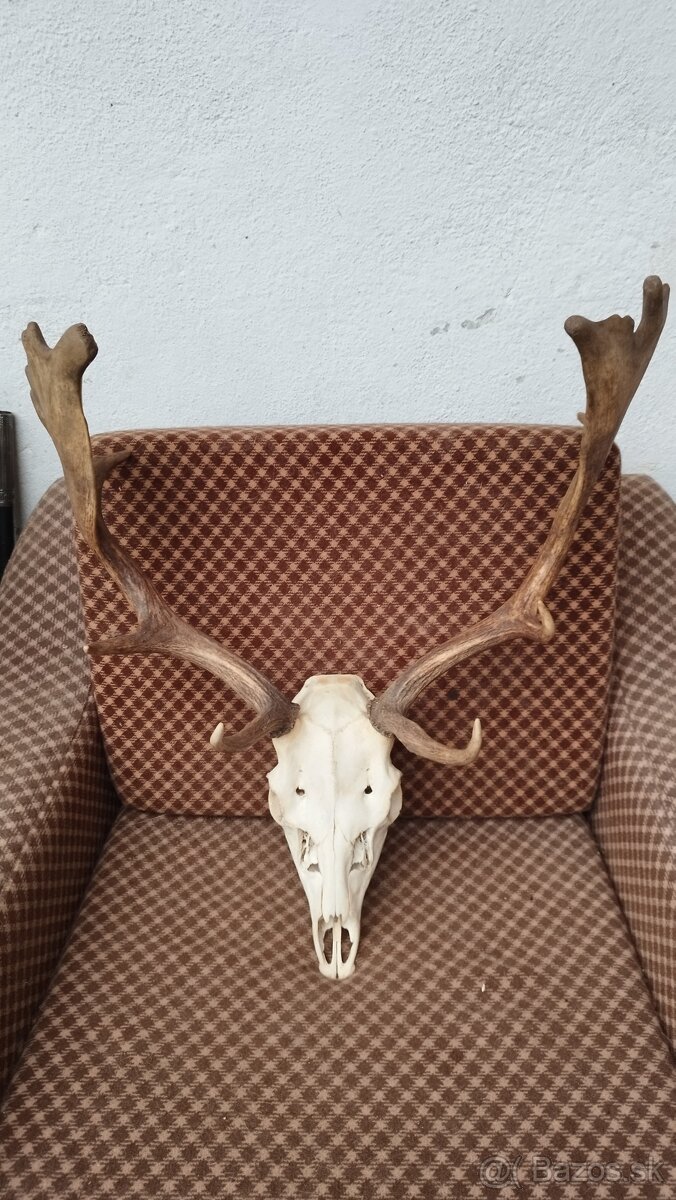 Predám trofej Daniela parožie zhody trofeje. - 5