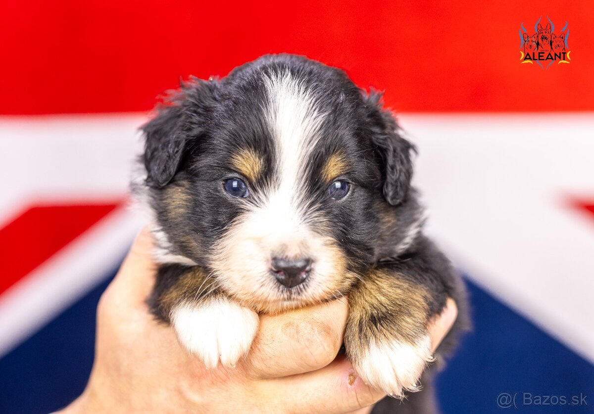 Miniaturní americký ovčák - 5