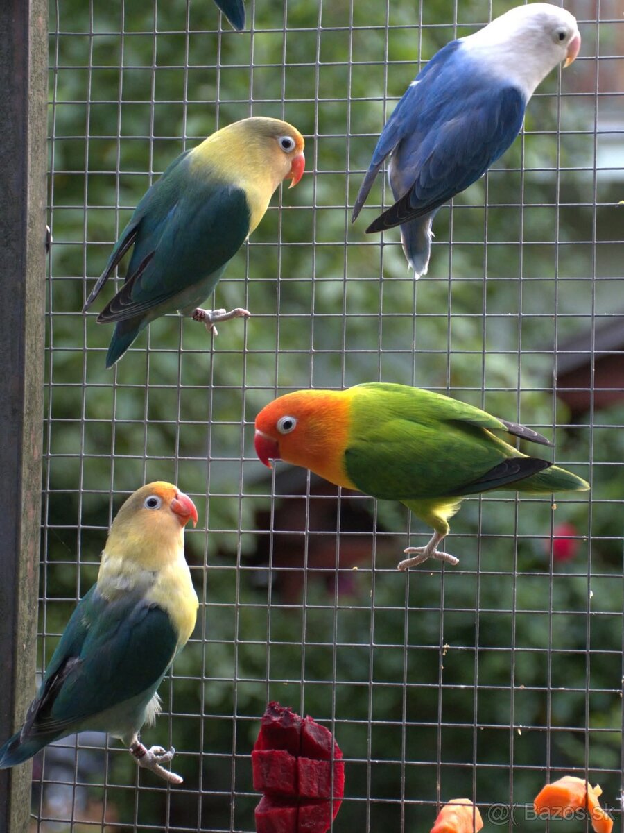 Agapornisy fischeri - 5