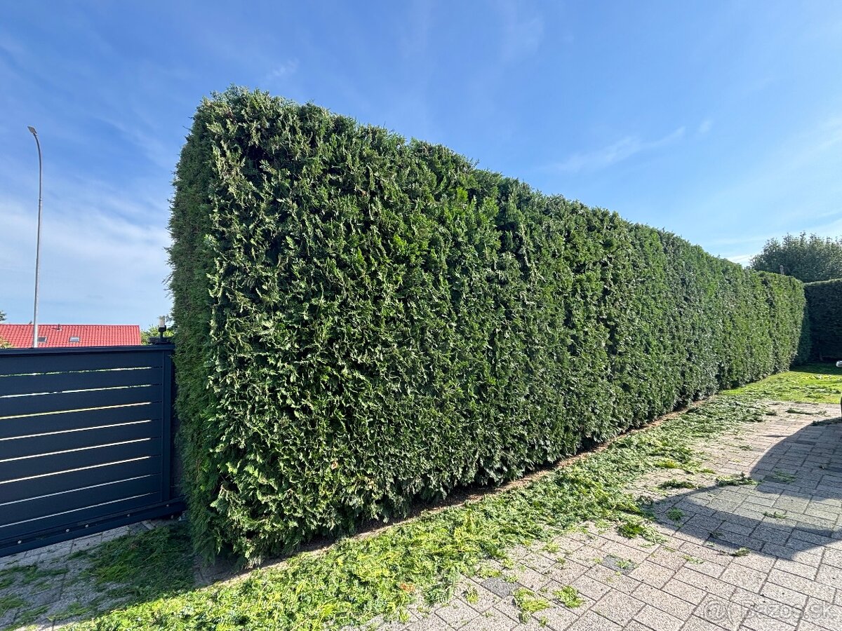 Úprava záhrad a živých plotov, vypiľovanie tují, kosenie - 5