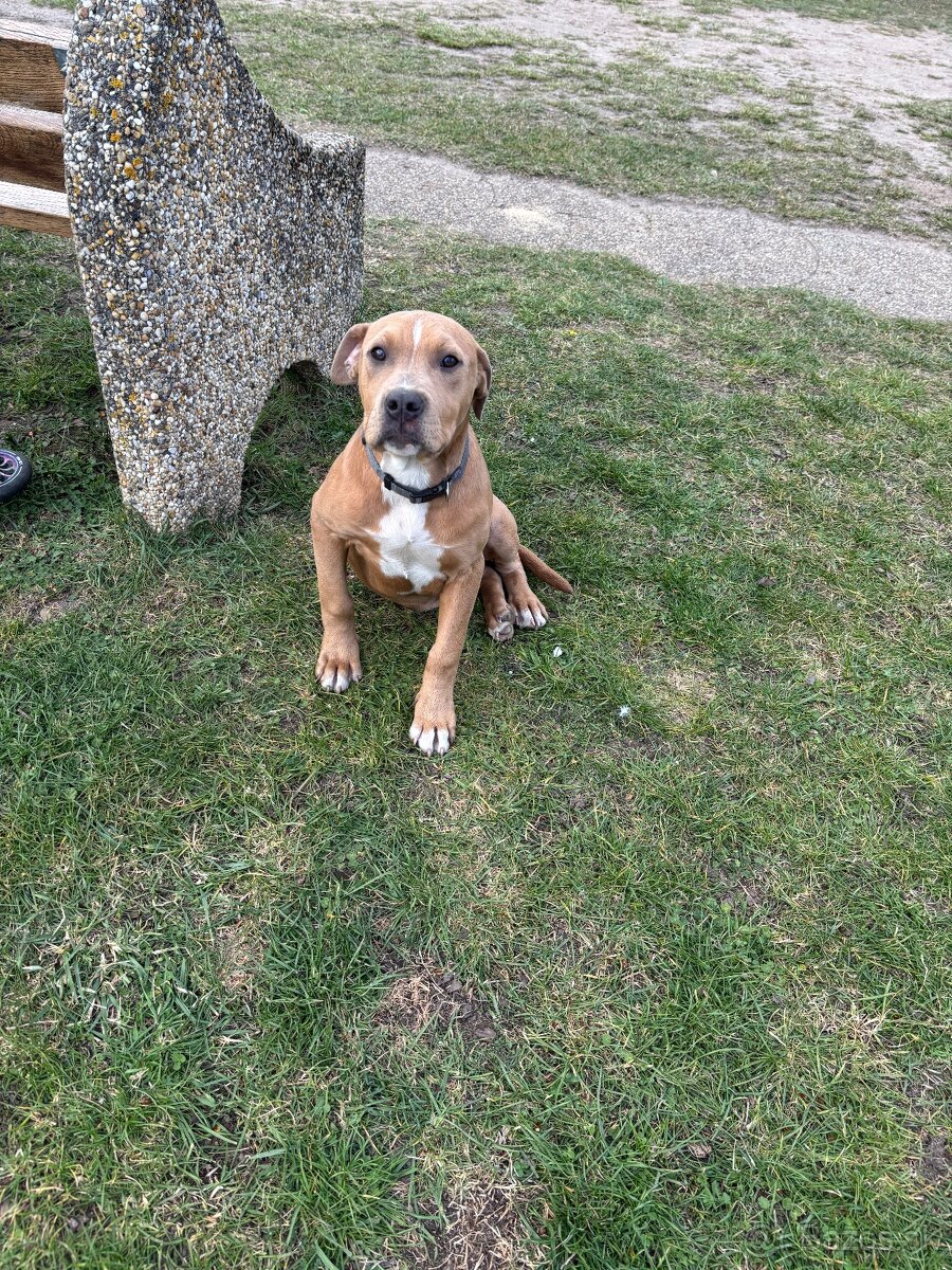 Americký stafordsirsky terier, Stafford, amstaf - 5