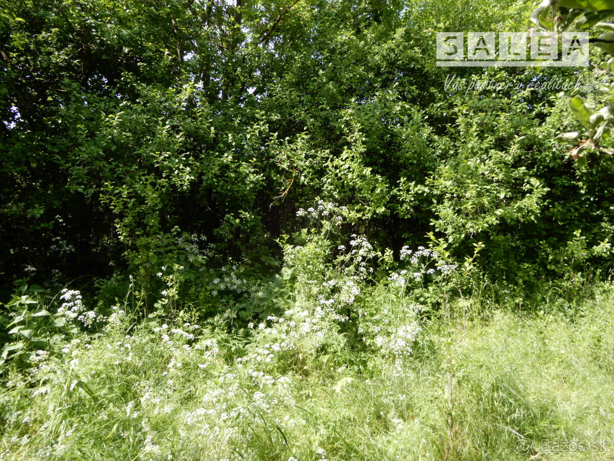 Vinica na predaj, 2500 m2, Farná, okr. Levice - 5