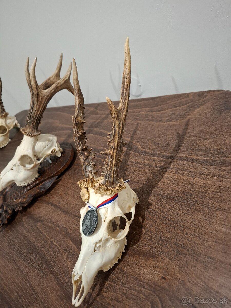 Srnec, parožie, trofeje - 5