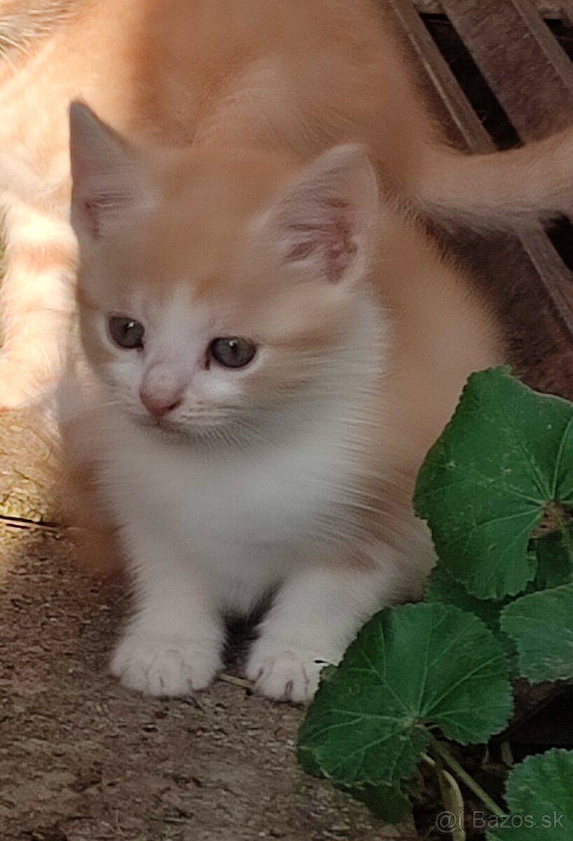 Darujem mačiatka - 5