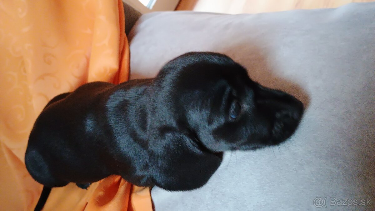 Šteniatka -jazvečik trpasličí - 5