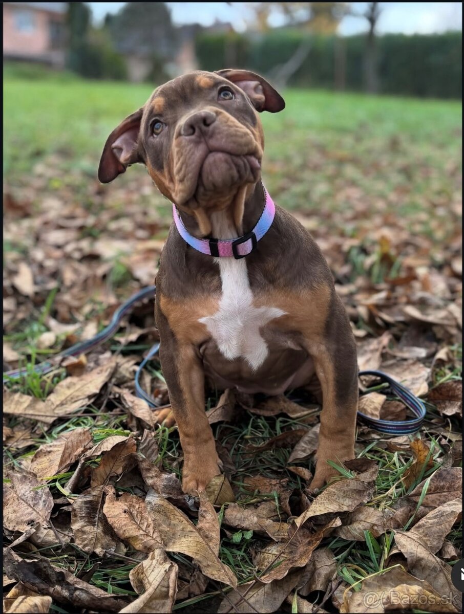 American Bully XL - 5