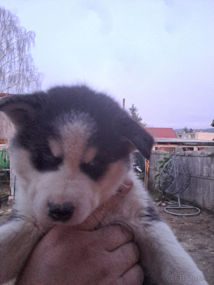 sibírsky husky šteniatka - 5