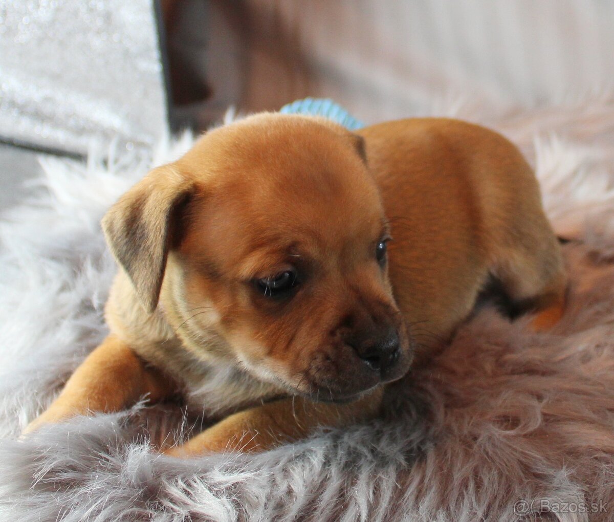 Stafordšírský bulteriér - pes s PP - 5