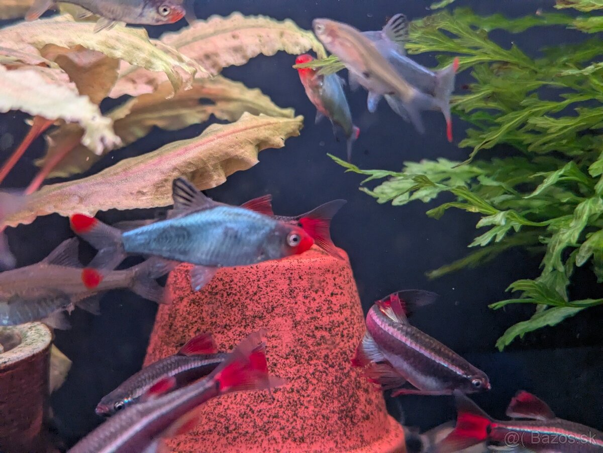 Razbora sawba - Sawbwa resplendens - 5