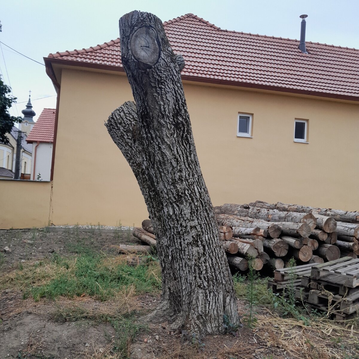 Kmeň orechového stromu - 5