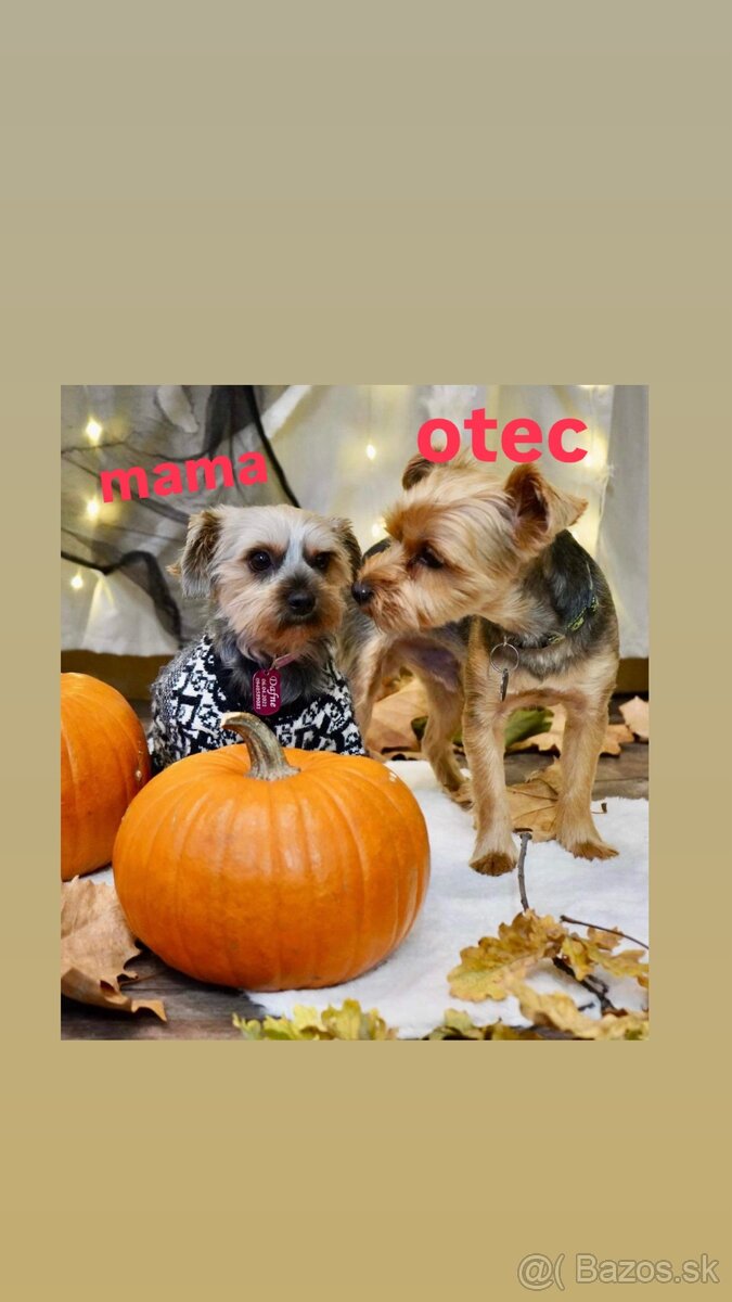 Jorkšírský teriér - Yorkshire teriér -šteniatka - 5