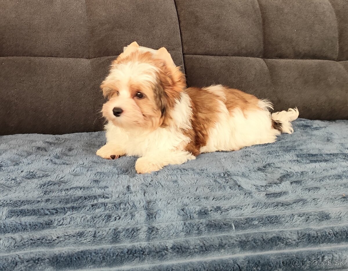 Yorkshire terrier - 5