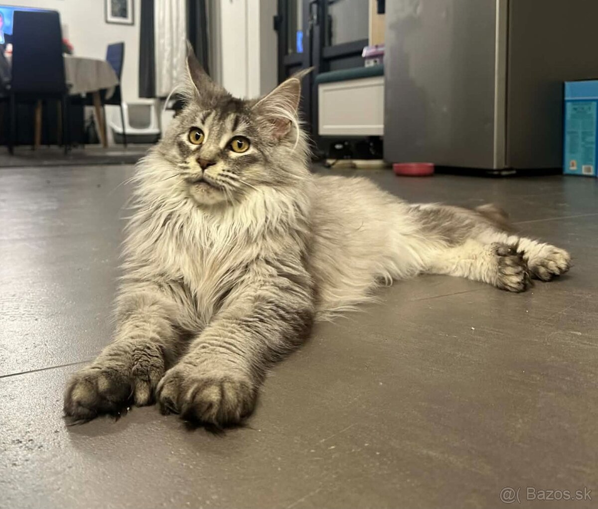 Maine coon, mainská mývalia s PP - kocúrik - 5